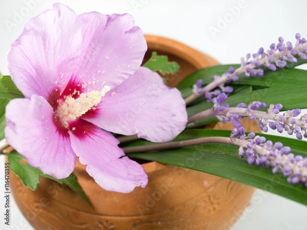 Obraz Korea's national flower