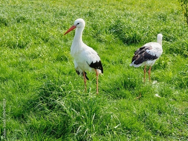 Fototapeta  Two white and black storks resting on a green meadow. Wildlife, birds.