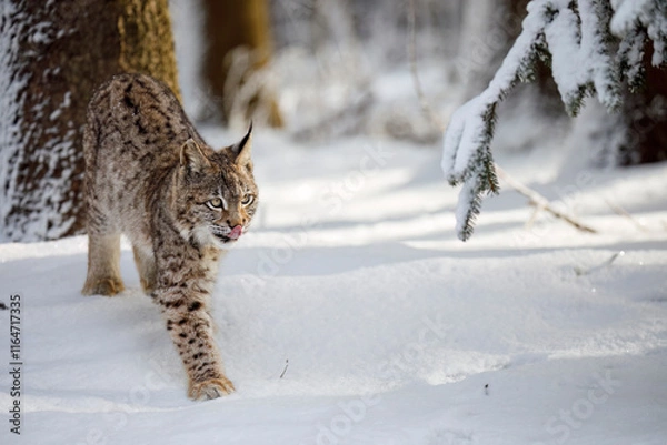 Obraz Lynx in winter. Young Eurasian lynx, Lynx lynx, walks in snowy coniferous forest. Beautiful wild cat in nature. Cute animal with spotted orange fur. Beast of prey in frosty day. Predator in habitat.