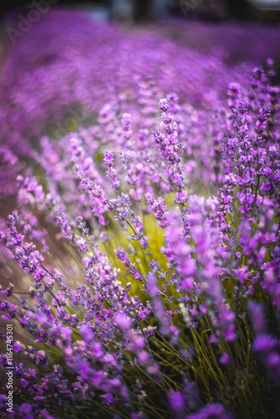 Obraz Purple Lavender Fields 