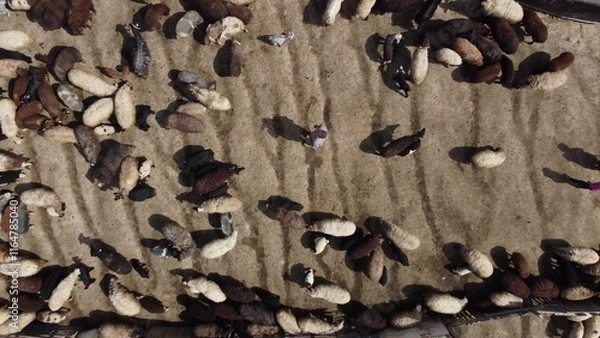 Obraz Aerial view farmer sheep