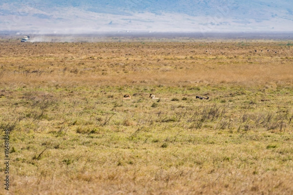 Obraz タンザニアのンゴロンゴロ保全地域のライオン