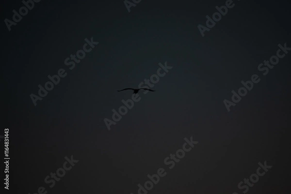 Obraz Bird in the warming sky