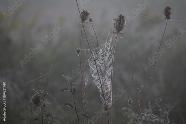 Obraz Web in the morning dew