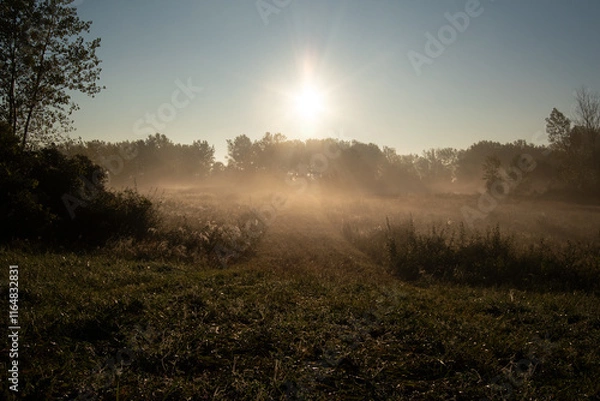 Fototapeta morning mist over the field