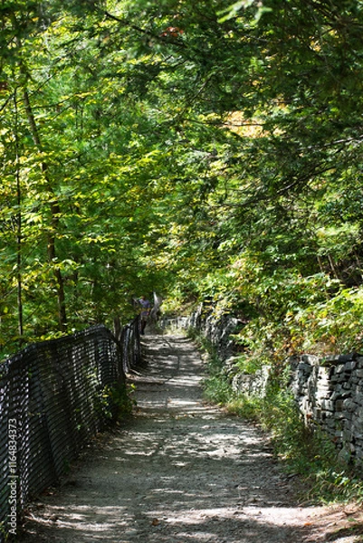 Obraz path in the woods