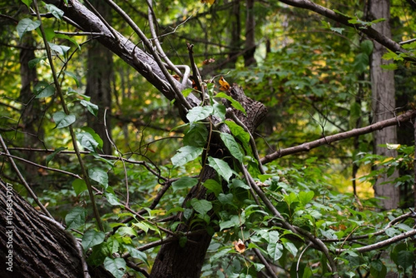 Fototapeta Vines around tree