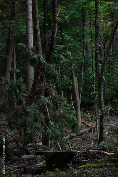 Obraz wood park table