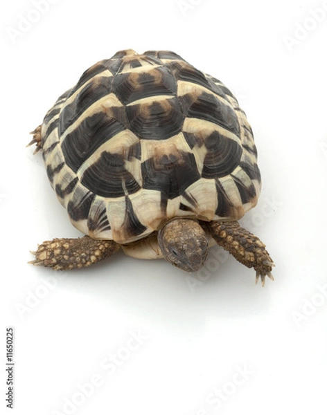 Obraz Herman’s Tortoise