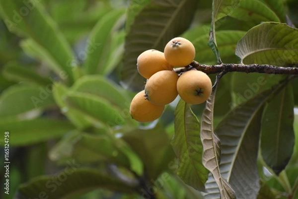 Obraz Fruit Orange-31