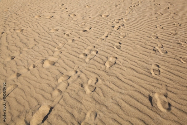 Fototapeta 秋の鳥取砂丘とその紋様 鳥取県 鳥取砂丘