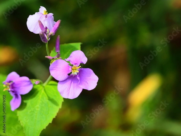 Obraz ムラサキハナナの生態写真