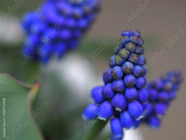 Obraz ムスカリの花の生態写真