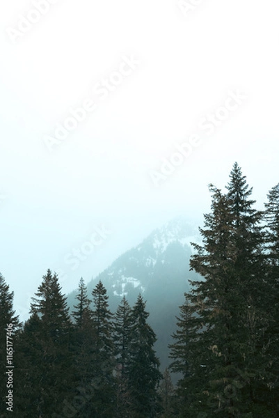 Obraz Misty Forest In The Mountains Room For Copy