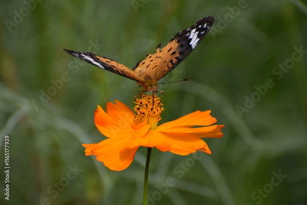 Obraz Butterfly Orange-23