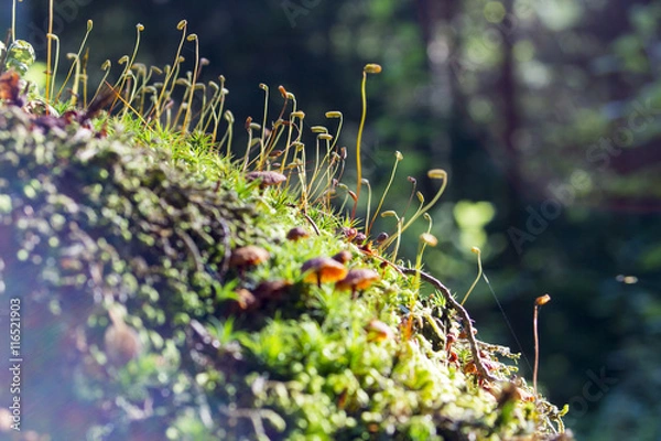Fototapeta Abstract, colorful composition with moss flowers in deep forest