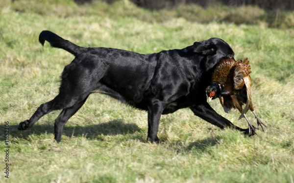 Obraz hunting dog
