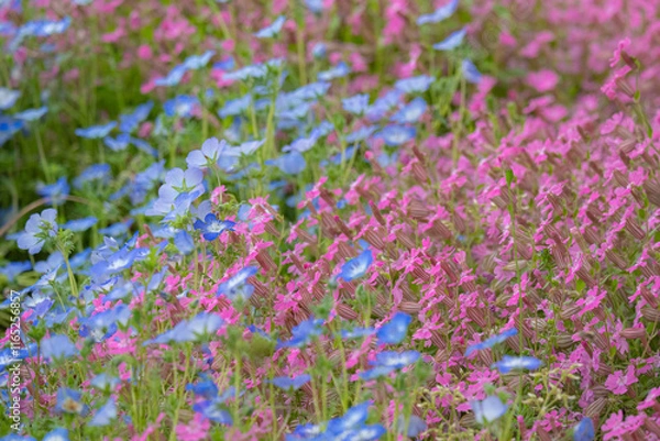 Fototapeta ピンクとブルーの花が咲き誇る美しい野花畑の風景