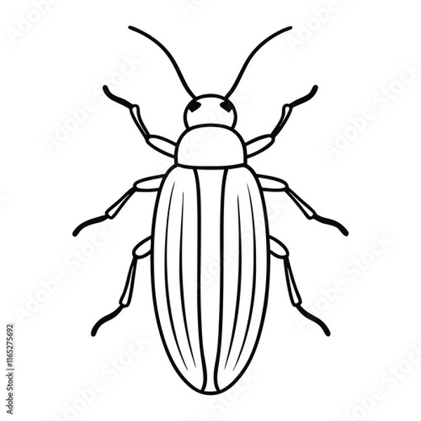 Fototapeta Click Beetle (Elateridae) insect design, labeled line art vector illustration.