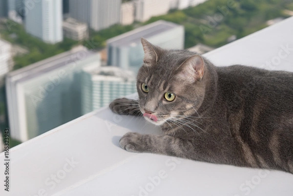 Obraz 高いところにいる猫