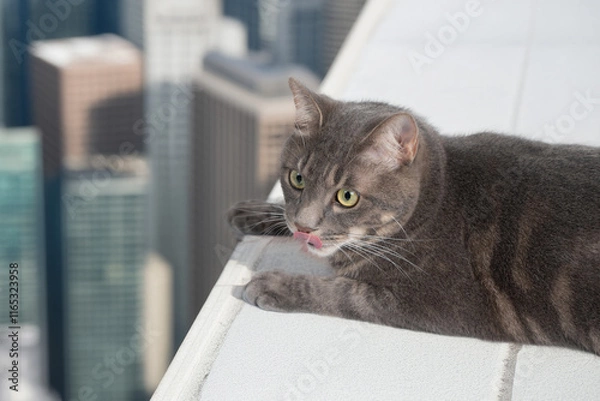 Obraz 高いところにいる猫