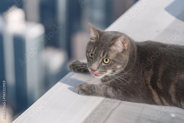 Obraz 高いところにいる猫