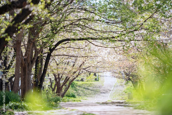 Obraz 箕面船場阪大前周辺の春の風景