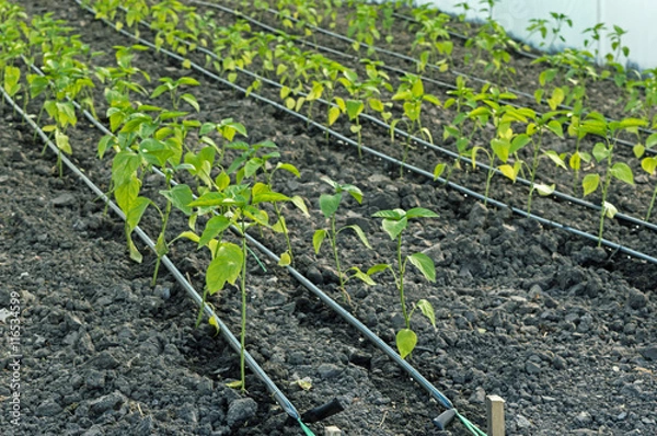 Obraz Drip Irrigation of Pepper Seedlings in the Greenhouse