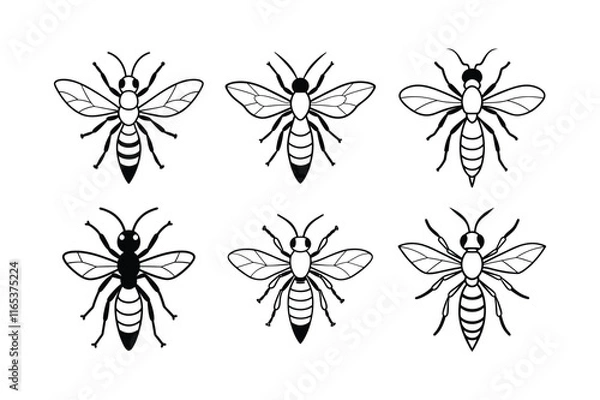 Obraz Mud Dauber (Sphecidae) insect design, labeled line art vector illustration.