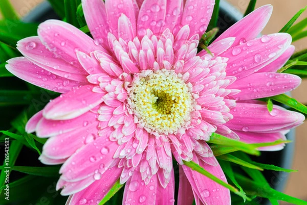 Obraz Gerbera, dew drops, close-up, macro.