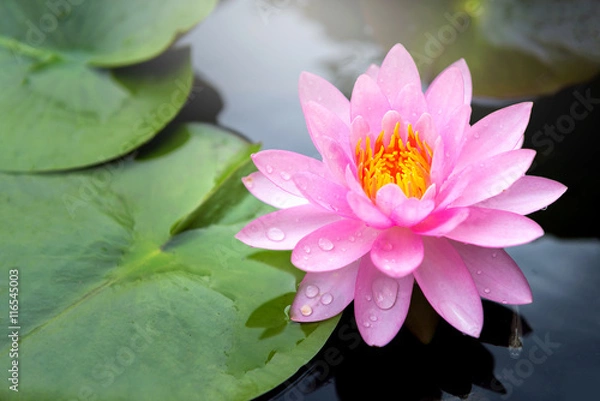 Obraz Lotus flower close up