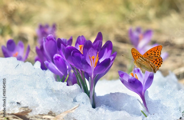 Fototapeta Spring snowdrops flowers violet crocuses ( Crocus heuffelianus ) with orange butterfly on snow in the sunlight with space for text