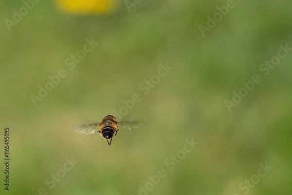 Obraz bee flying from behind