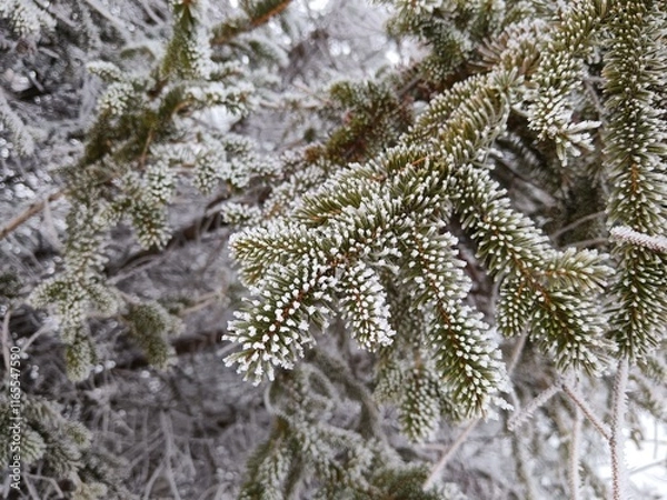 Fototapeta frost on branches