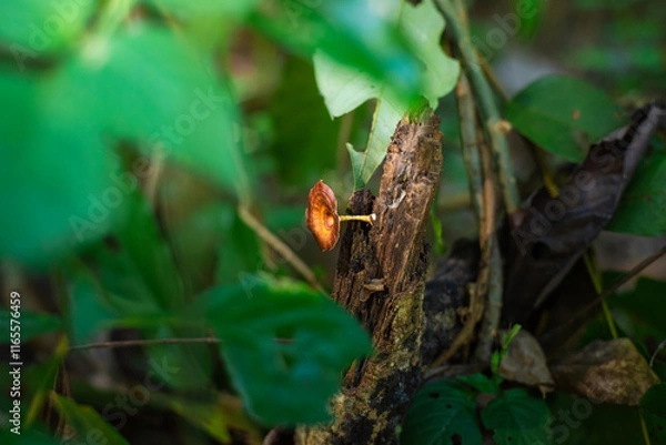 Obraz mushroom fungus in the forest