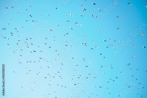 Fototapeta Flock of pigeons flying in the sky