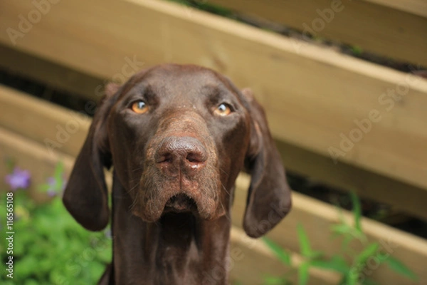Fototapeta German Shorthaired Pointer