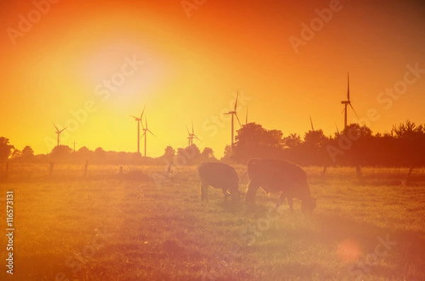 Obraz Cows on pasture at sunset