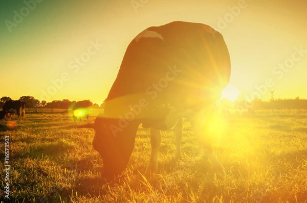 Obraz Cows on pasture at sunset