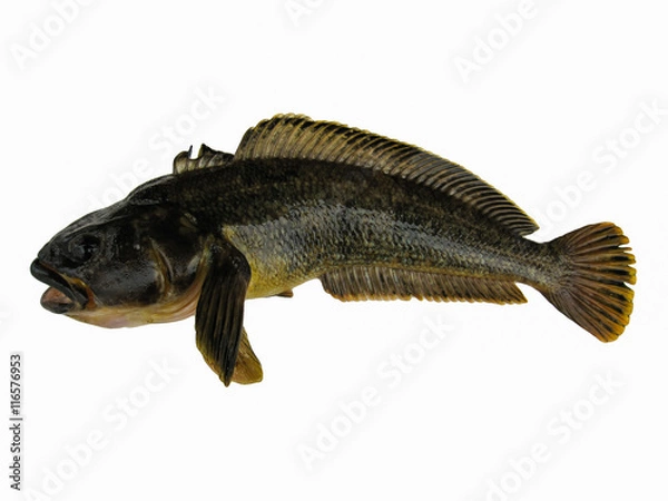 Fototapeta Antarctic cod or Antarctica toothfish isolated on the white background