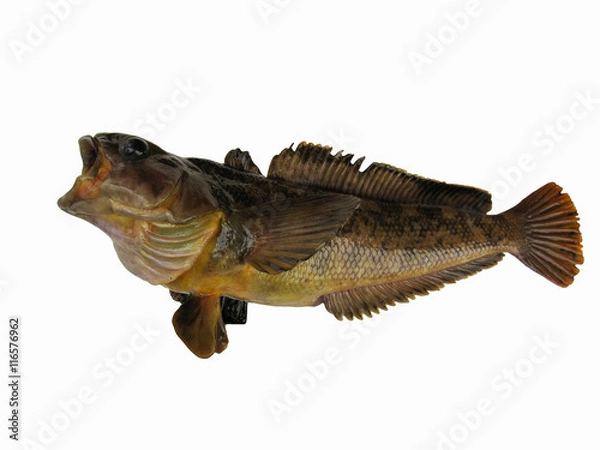 Fototapeta Antarctic cod or Antarctica toothfish isolated on the white background