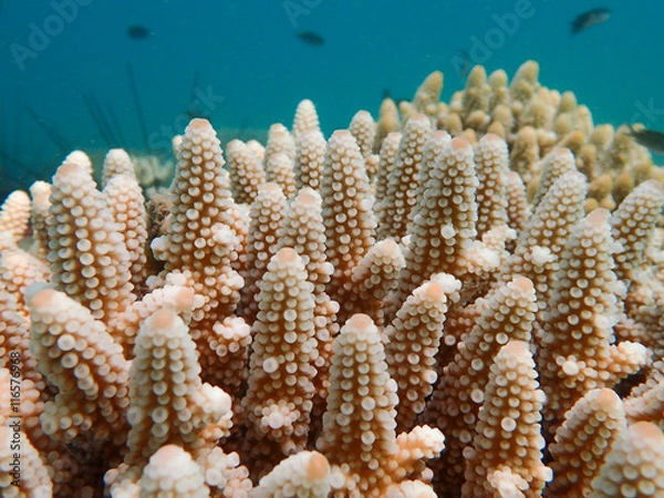 Fototapeta Branching or staghorn coral in the tropical ocean