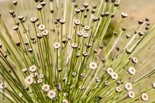 Fototapeta Typical plants at Serra da Canastra, national Park, Brazil