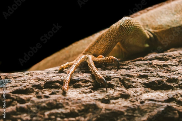 Fototapeta Macro shot of a lizard's sharp claw gripping a textured tree bark, highlighting its reptilian strength and adaptability in a natural tropical environment.
