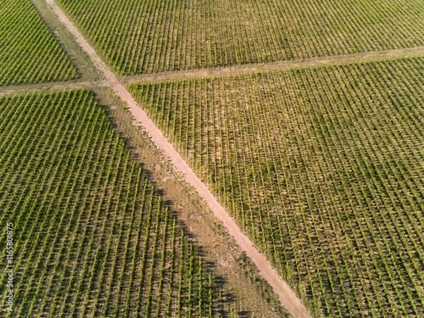 Obraz Lush vineyard in Mendoza, Argentina. Aerial view.