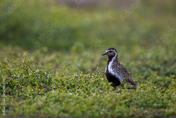 Fototapeta A golden plover in the northern Scandinavian fells