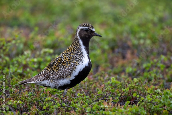 Fototapeta A golden plover in the northern Scandinavian fells