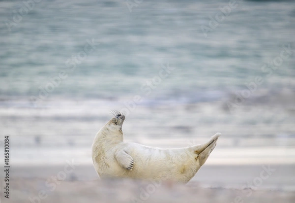 Obraz kegelrobbe halichoerus grypus