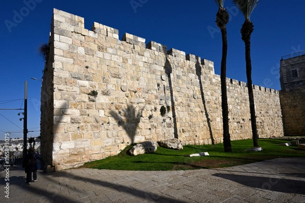 Obraz shadow of palm tree on fortress wall
