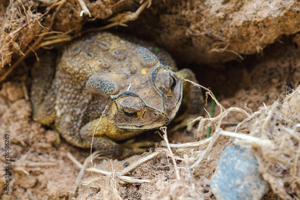 Obraz  toad in Thailand
